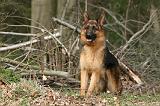 BERGER ALLEMAND 1055